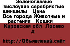 Зеленоглазые вислоухие серебристые шиншилы › Цена ­ 20 000 - Все города Животные и растения » Кошки   . Кировская обл.,Лосево д.